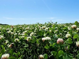 sub_clover_header_image