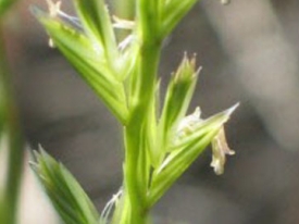 ryegrass