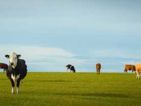 Cows grazing in pasture