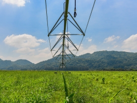 Irrigated Pasture