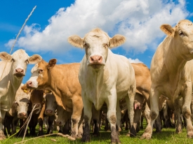 Closeup of many cows standing on grass with blue sky 