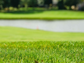 Macro view of freshly cut grass on a golf course