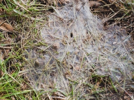 Closeup of fungus over turfgrass