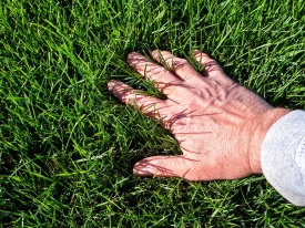 Male hand in stand of green grass.