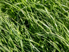 Lush green Italian ryegrass pasture.