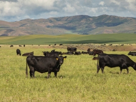 Black Angus cattle grazing in a pasture.