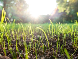 Macro photo of young grass plants sprouting from the ground.