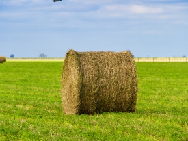 Bale of hay in a field of green grass