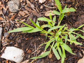 Crabgrass growing in a garden flower bed