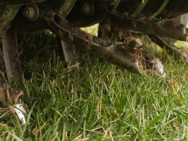 Mechanical lawn aerator tines showing cores being pulled out of lawn