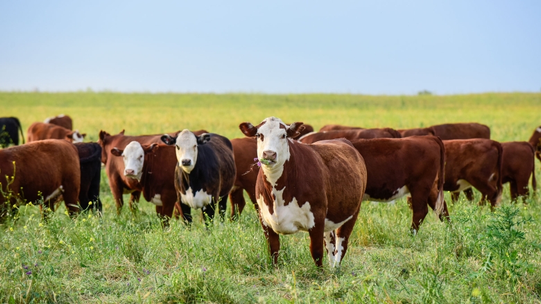 Cows in field