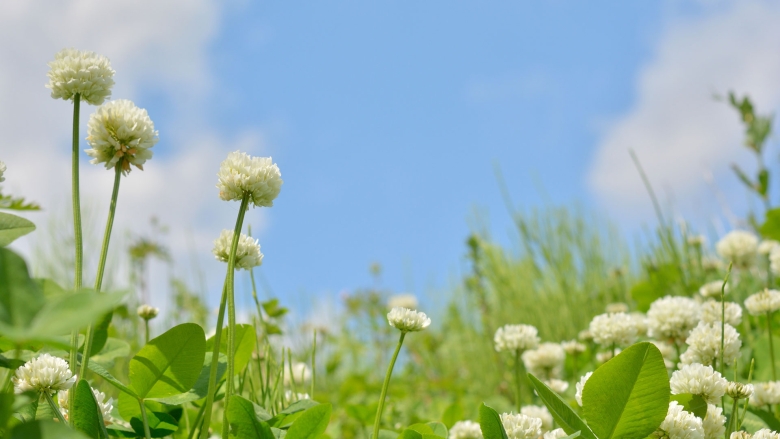 White clovers