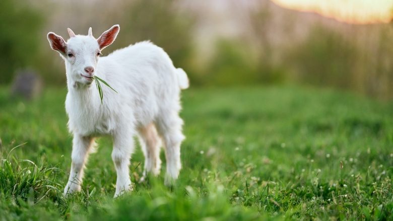 A small white goat standing in a grassy field with grass in its mouth