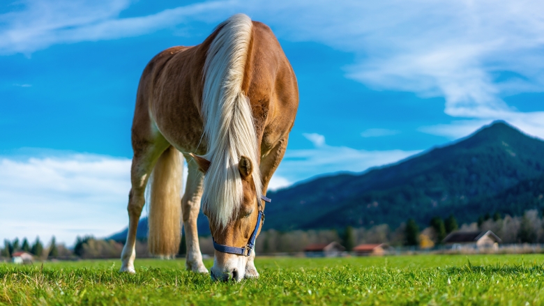 Closeup of a horse grazing on grass with a blue sky and mountain in the background
