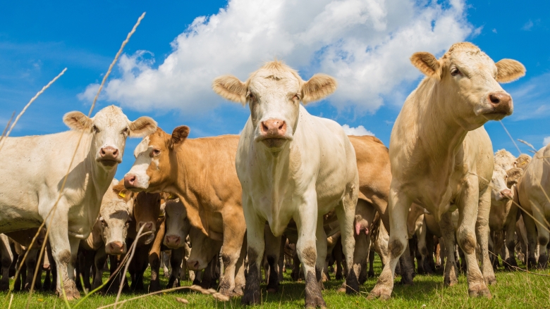 Closeup of many cows standing on grass with blue sky 