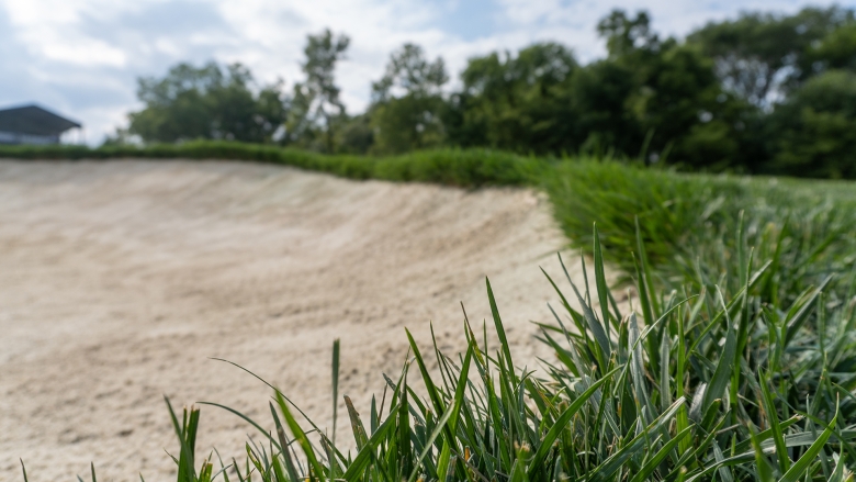 Closeup of grass on a golf course with a sand golf bunker in the background