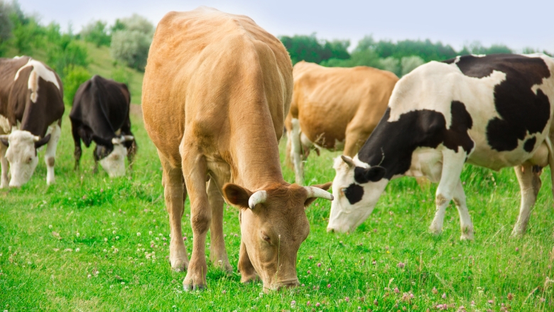 Closeup of cows grazing in a green field 