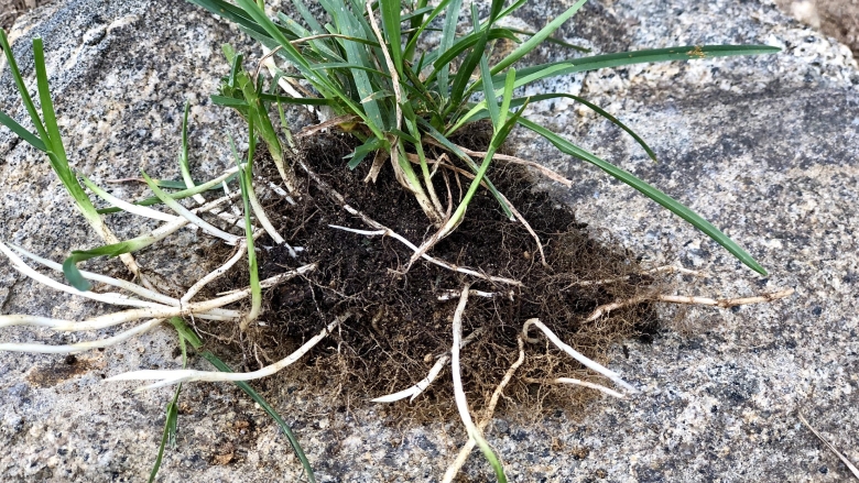 Kentucky bluegrass blant with rhizomes clearly shown creating new plants.