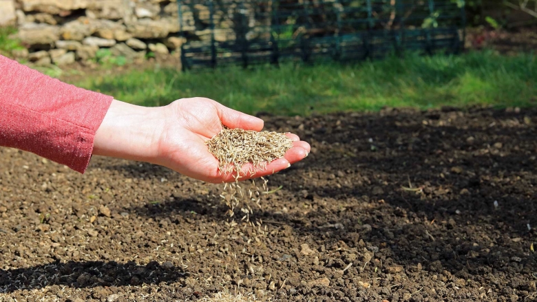 Women's hand holding grass seed.