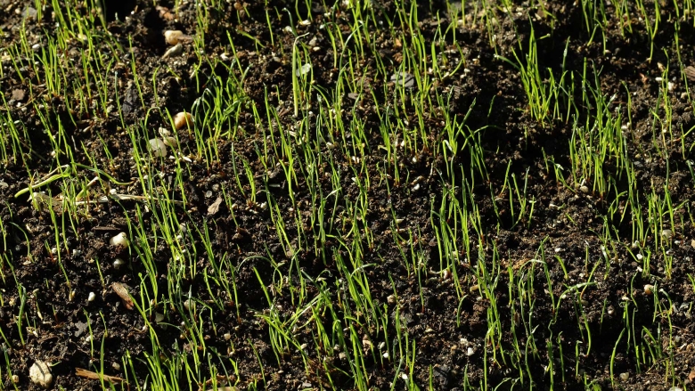 Grass seeds germinating in dark brown soil.