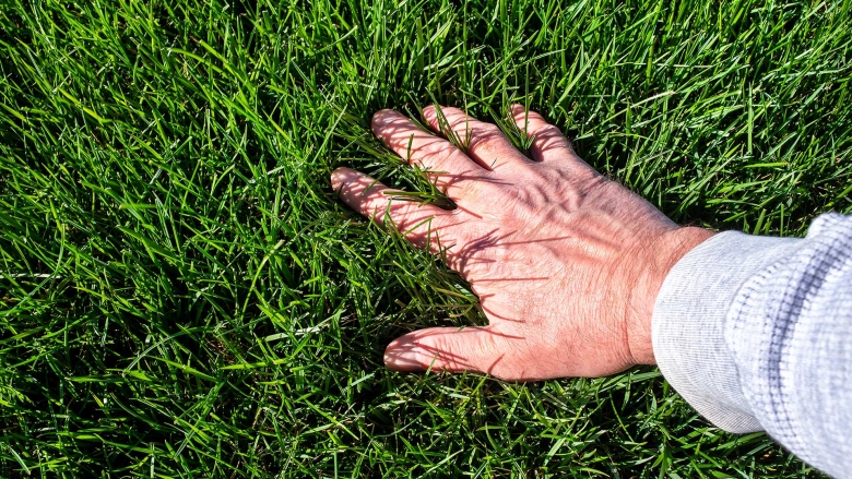 Hand touching freshly planted and grown grass seed