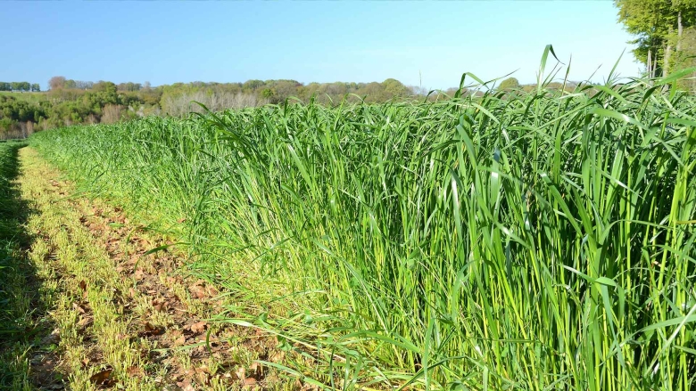 Italian ryegrass pasture under a clear blue sky.
