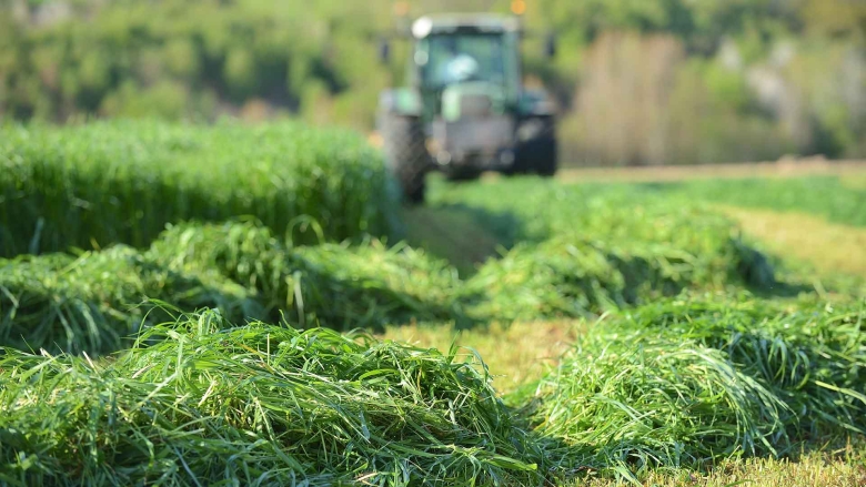 Tractor harvesting Italian ryegrass under a clear blue sky.