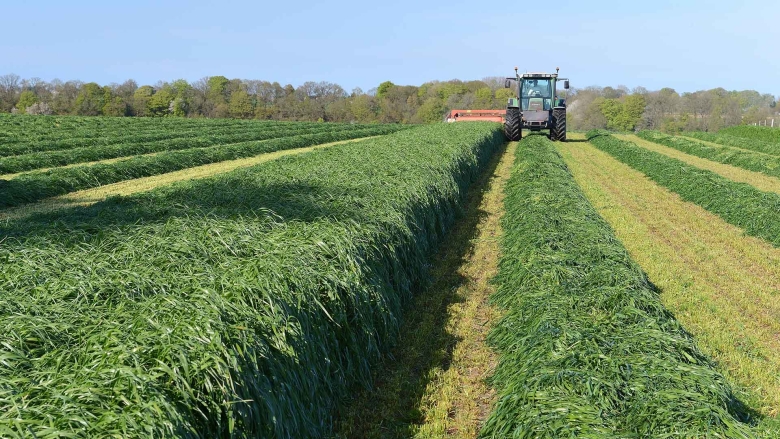 Tractor harvesting Italian ryegrass under a clear blue sky.