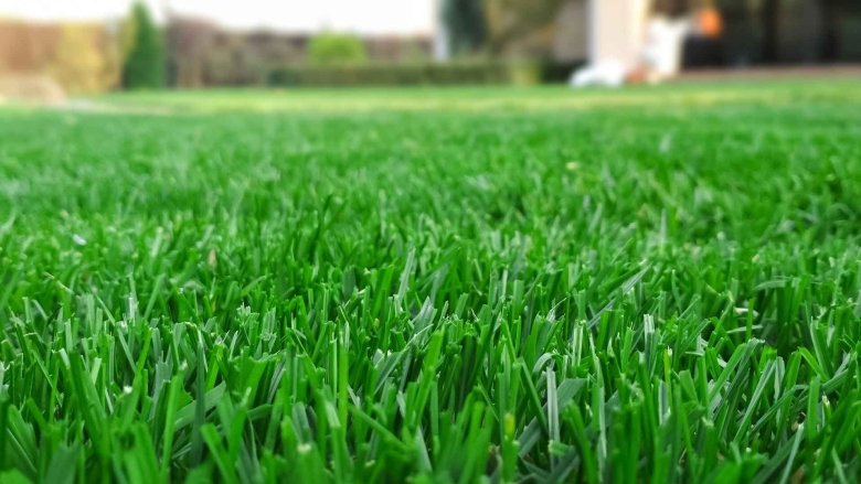 Macro view of freshly cut grass on a homelawn.