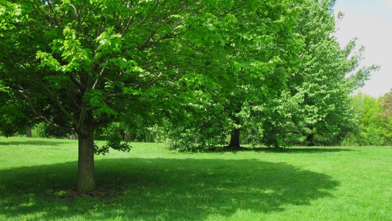 Tree producing shade on green grass.