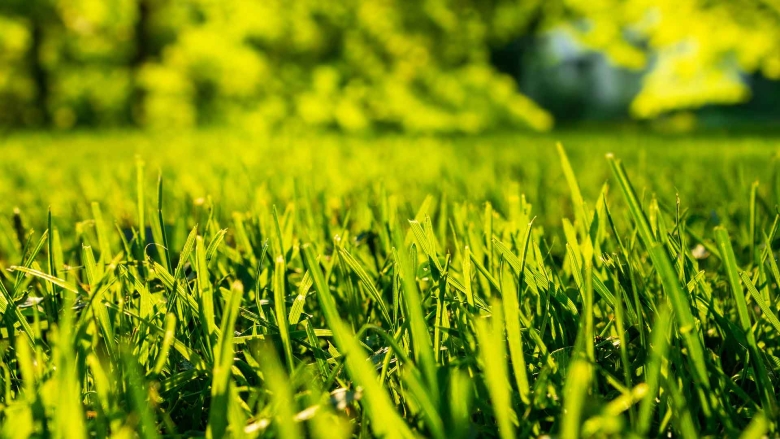 Macro view of freshly cut grass under sun.