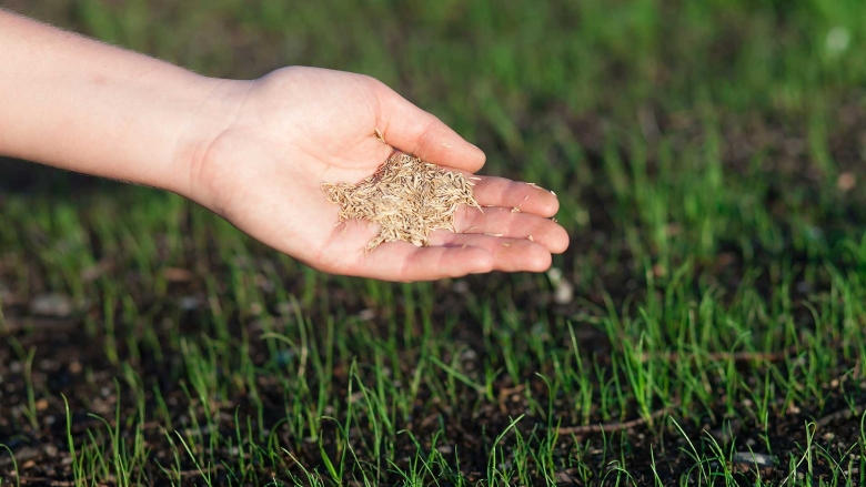 Handing holding grass seed about to plant into soil.