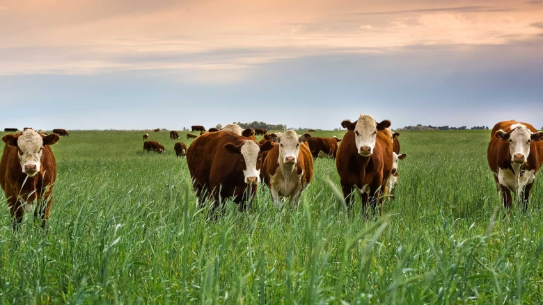 Cattle grazing in a pasture at sunset.