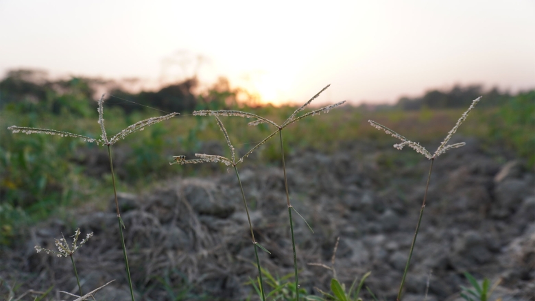 Crabgrass seed heads in a home lawn at sunset