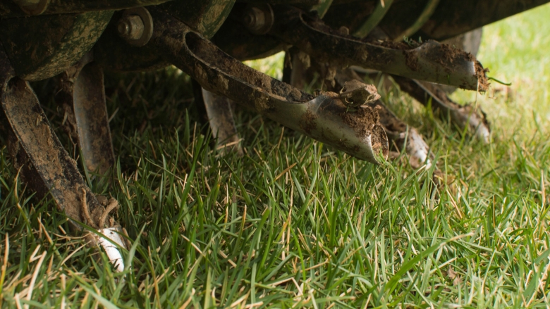 Mechanical lawn aerator tines showing cores being pulled out of lawn