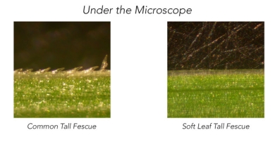 BarOp - Microscope