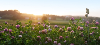 Red Clover Field
