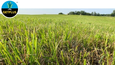 Eight Year Old Field of BarOptima plus E34.