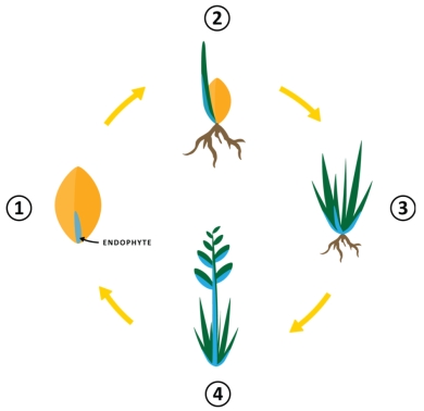 Endophyte Life Cycle