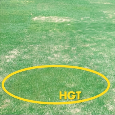 HGT showing strong early spring-up.