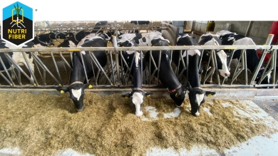 Dairy cows eating NutriFiber dairy ration.