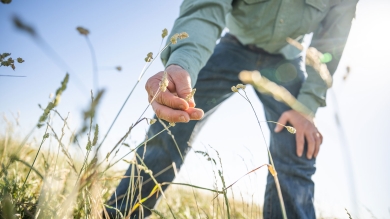 Farmer touching grass