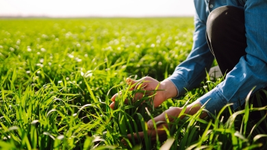 Grass