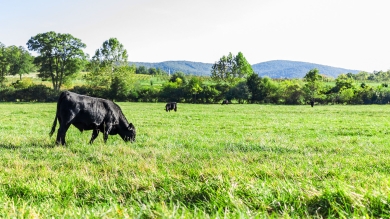 Black cows grazing