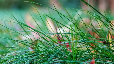 Up close photograph of fine fescue grass blades in a home lawn.