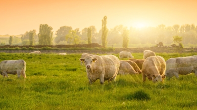 cows in sun