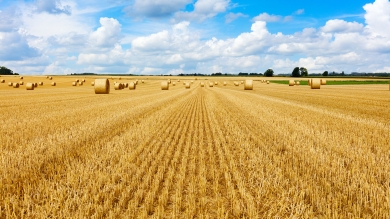 Dry Hay Field