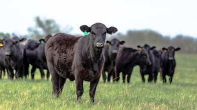 Black cows in field