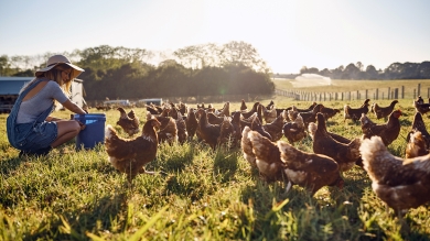 Many chickens in pasture fed by a woman in a brimmed hat and overalls