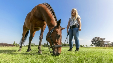 Closeup of a horse eating grass in a field with a women nearby